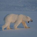 Boat operator fined over $5,000 for waking sleeping polar bear with foghorn - The News International