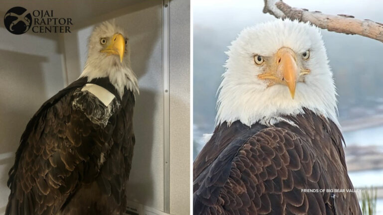 Big Bear eagle Jackie: New details shed light on what made bald eagle deteriorate, where her remains will be sent - ABC7 Chicago