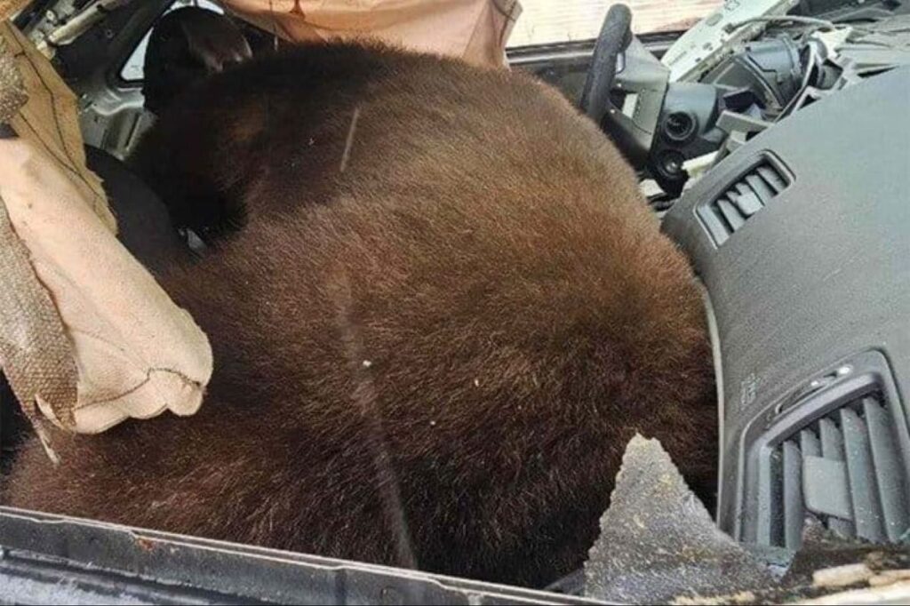 Black Bear Dies In Hot Car After Becoming Trapped In Colorado - tippinsights