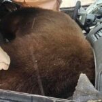 Black Bear Dies In Hot Car After Becoming Trapped In Colorado - tippinsights