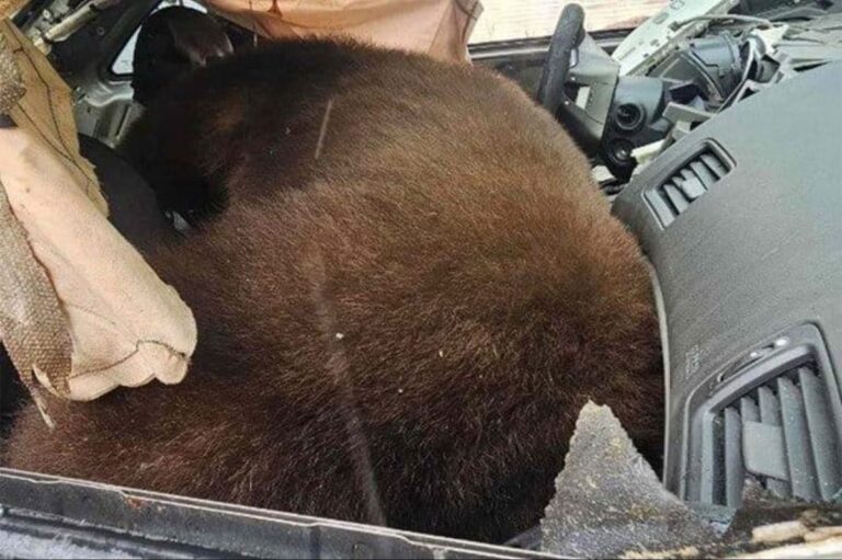 Black Bear Dies In Hot Car After Becoming Trapped In Colorado - tippinsights