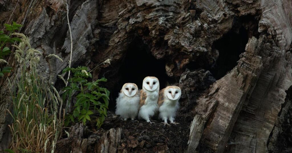 Barn owl pellets reveal wildlife riches at North East nature reserve - The Northern Echo