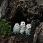 Barn owl pellets reveal wildlife riches at North East nature reserve - The Northern Echo