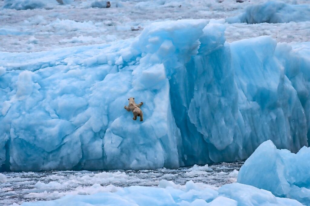 Catch a glimpse of the world's largest land predator in Greenland - The Star