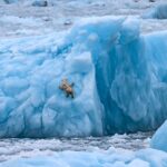 Catch a glimpse of the world's largest land predator in Greenland - The Star