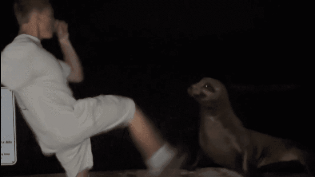 California 18-year-old pleads guilty after video shows him kicking a sea lion: prosecutors - WJLA
