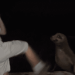 California 18-year-old pleads guilty after video shows him kicking a sea lion: prosecutors - WJLA