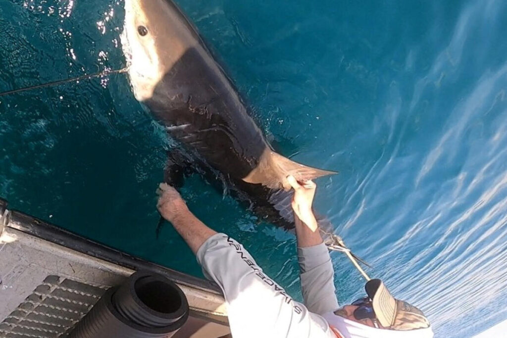 Scientists are using sharks to improve hurricane forecasting - vijesti.me