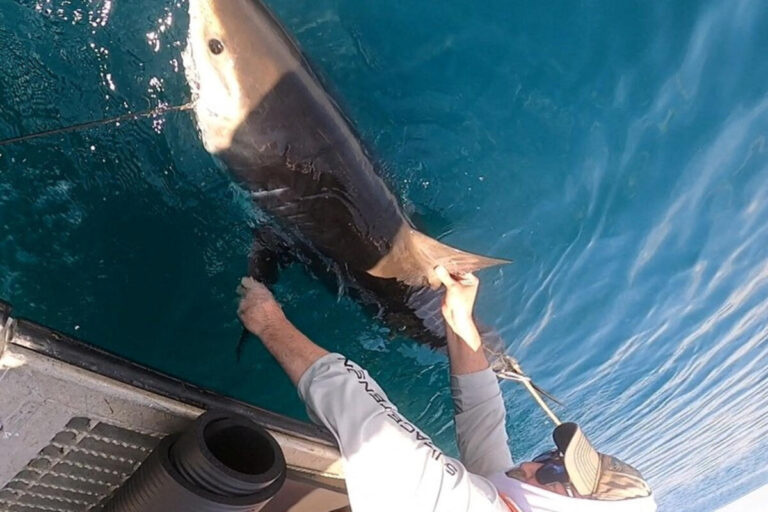 Scientists are using sharks to improve hurricane forecasting - vijesti.me