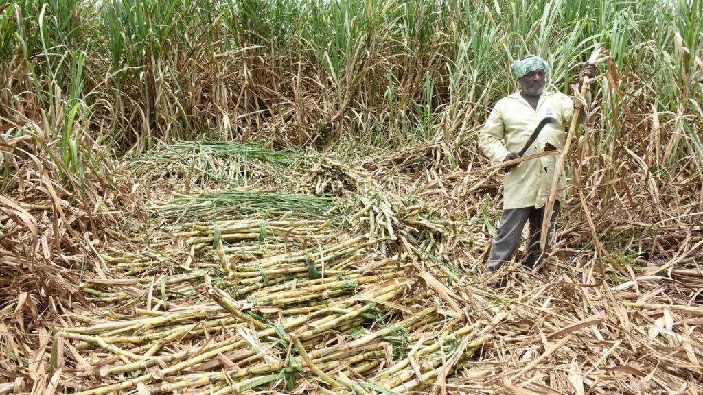 Sugar price rise: Allow jaggery units to produce ethanol, says sugarcane growers’ body - The Hindu