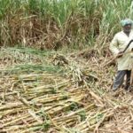 Sugar price rise: Allow jaggery units to produce ethanol, says sugarcane growers’ body - The Hindu
