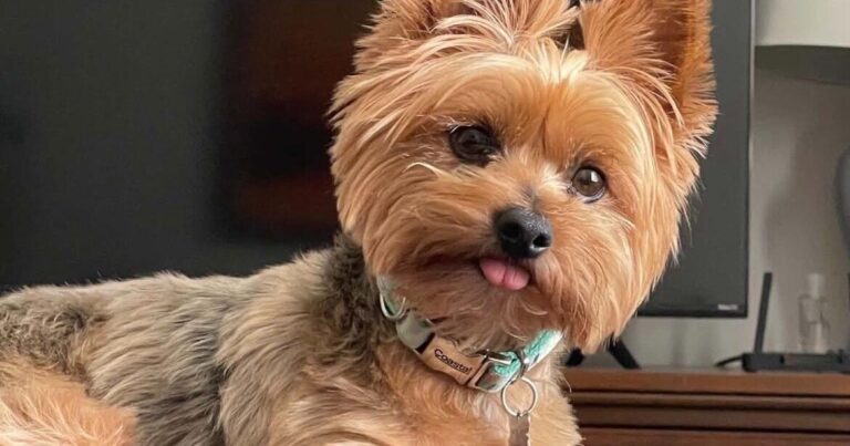 9-pound Yorkie back on paws after alligator attack, GoFundMe launched for recovery - yoursun.com