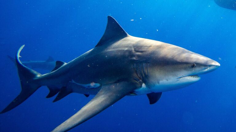 GoFundMe for Panama City shark attack victim raises $158,000 - Panama City News Herald
