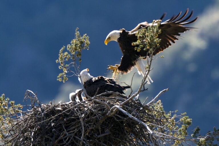 It weighed more than 2 tonnes and holds the record for the largest bird nest on the planet… - BBC Wildlife Magazine