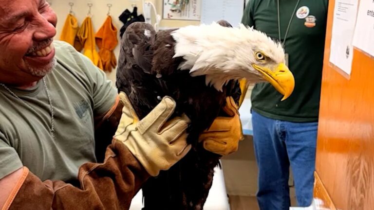 Fans mourn beloved bald eagle Jackie's death, celebrate her legacy - savannahnow.com