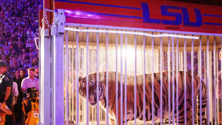 Remember this? Top 5 most iconic college live mascot moments - USA Today