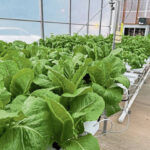 What’s the latest with lettuce and intestinal ailments? - TribLIVE.com