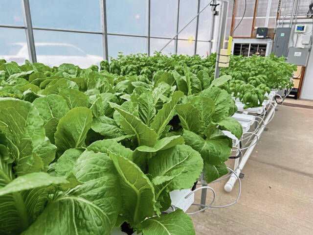 What’s the latest with lettuce and intestinal ailments? - TribLIVE.com
