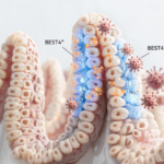 BEST4⁺ Intestinal Cells May Link Ion Transport to Viral Diarrhea - Bioengineer.org