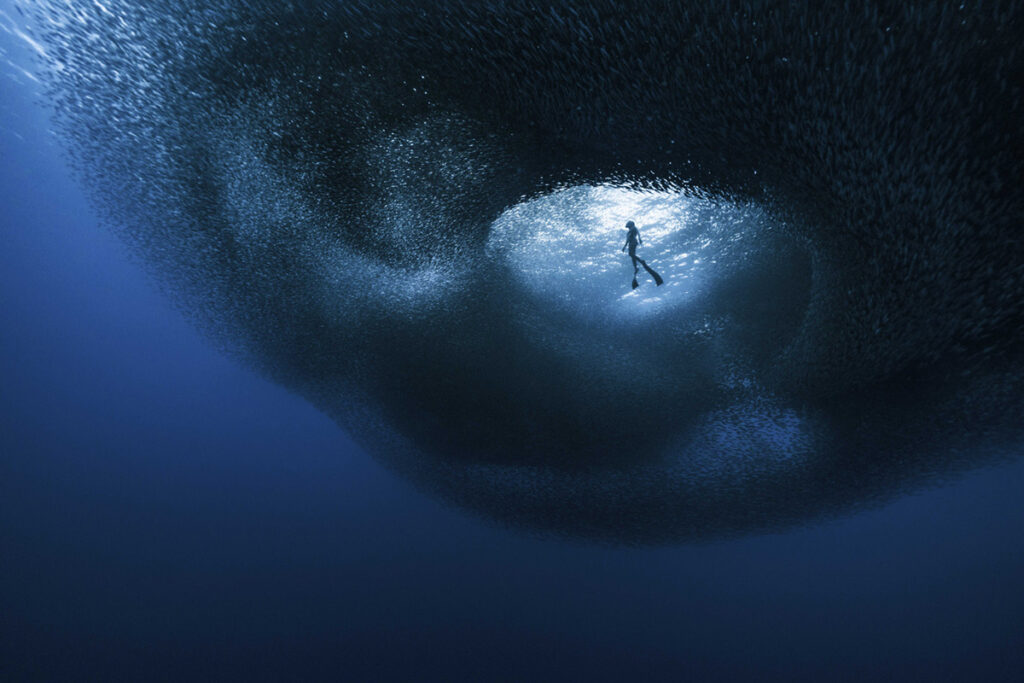 Ocean Photographer of the Year 2026 Finalists Announced - Scubaverse