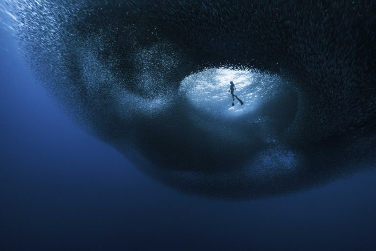 Ocean Photographer of the Year 2026 Finalists Announced - Scubaverse