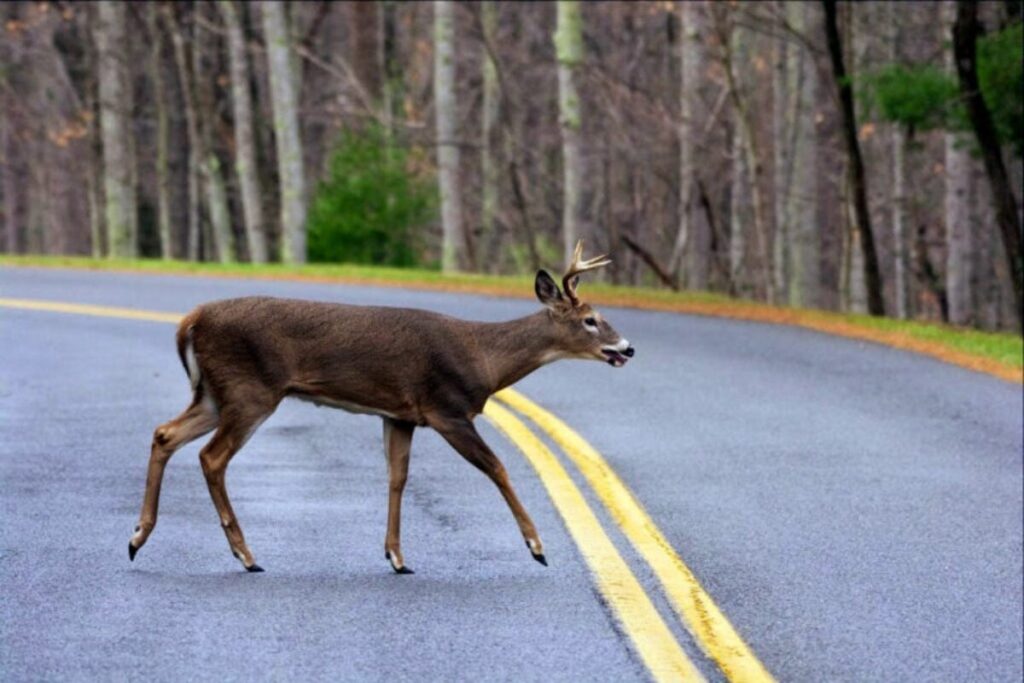 What is West Virginia’s deadliest animal? It’s probably not the black bear - West Virginia Explorer