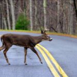 What is West Virginia’s deadliest animal? It’s probably not the black bear - West Virginia Explorer