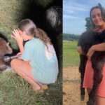 Cop shoots family’s pet donkey dead while searching for missing person - Dexerto