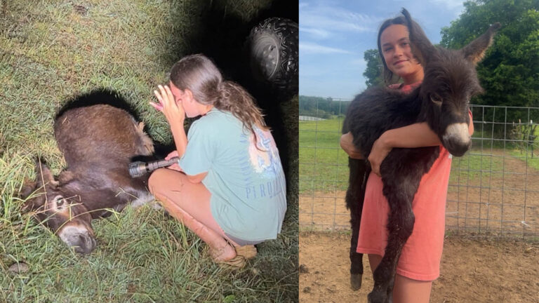 Cop shoots family’s pet donkey dead while searching for missing person - Dexerto