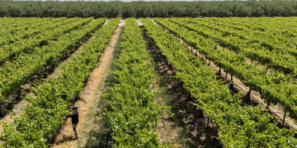 Extreme weather has cost California farmers over $800 million this year - Fortune