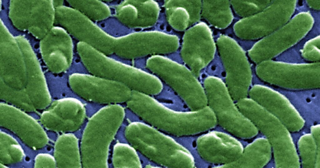 2nd flesh-eating bacteria death reported in Fla. this year - fox35orlando.com