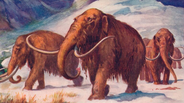 Humans May Have Hunted Female Mammoths More Than Males, Researchers Say - vice.com