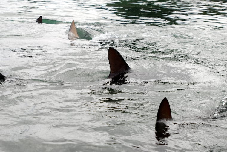 Nearly 30 dead sharks washed ashore in Sea Isle City, N.J. - Inquirer.com