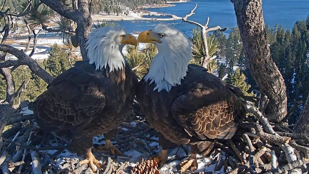 Jackie the eagle's brave recovery ends in heartbreak - kmph.com