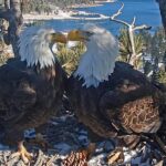 Jackie the eagle's brave recovery ends in heartbreak - kmph.com
