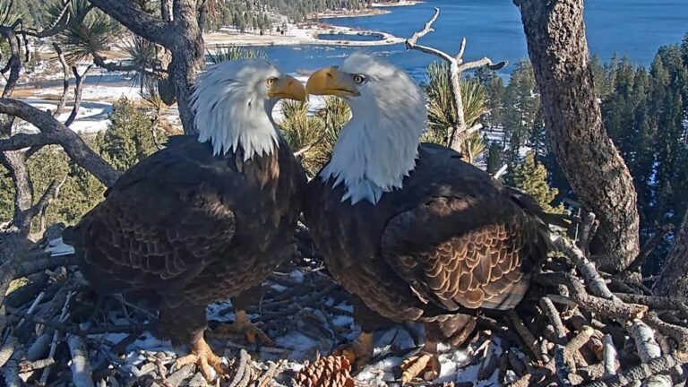 Jackie the eagle's brave recovery ends in heartbreak - kmph.com