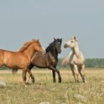 New Project 2025 L Just Dropped: The Admin’s Sending Wild Horses Off to Die - jezebel.com