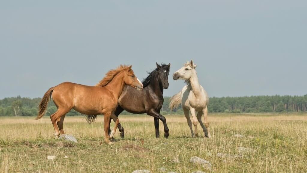 New Project 2025 L Just Dropped: The Admin’s Sending Wild Horses Off to Die - jezebel.com