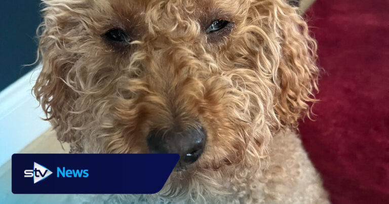 Years dog food recalled after reports of pets losing their sight - STV News