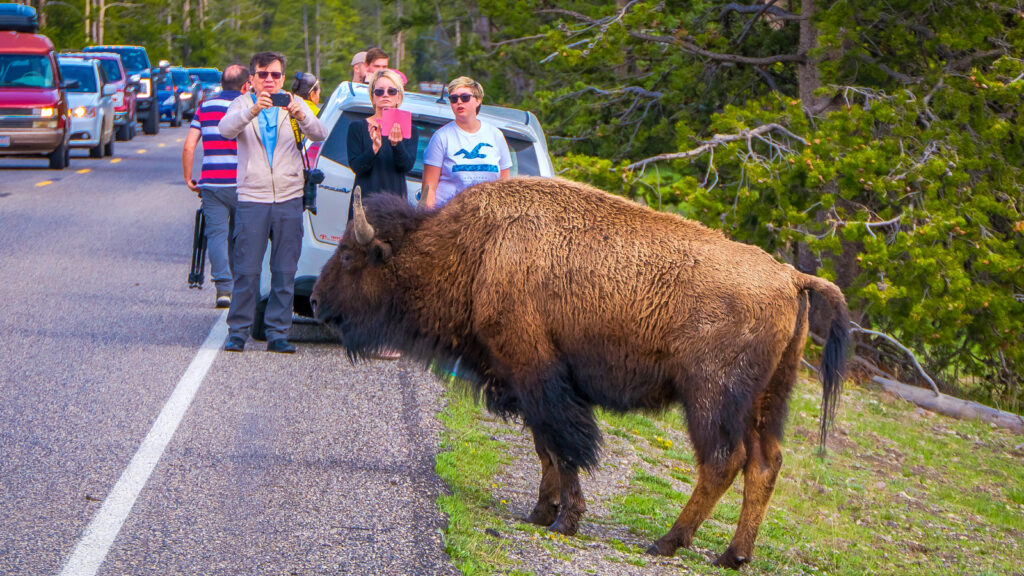 Yellowstone National Park Visitors Capture Child Narrowly Avoiding Being Tossed Into The Air By A Bison During - TheTravel