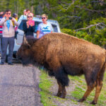 Yellowstone National Park Visitors Capture Child Narrowly Avoiding Being Tossed Into The Air By A Bison During - TheTravel