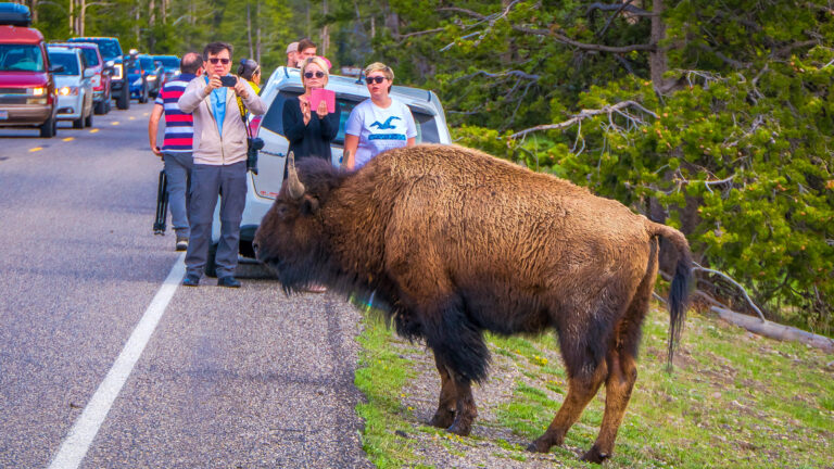 Yellowstone National Park Visitors Capture Child Narrowly Avoiding Being Tossed Into The Air By A Bison During - TheTravel