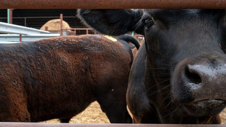 Cheap imports, high stakes: WA ranchers sound alarm over 90-day beef deal - MyNorthwest.com