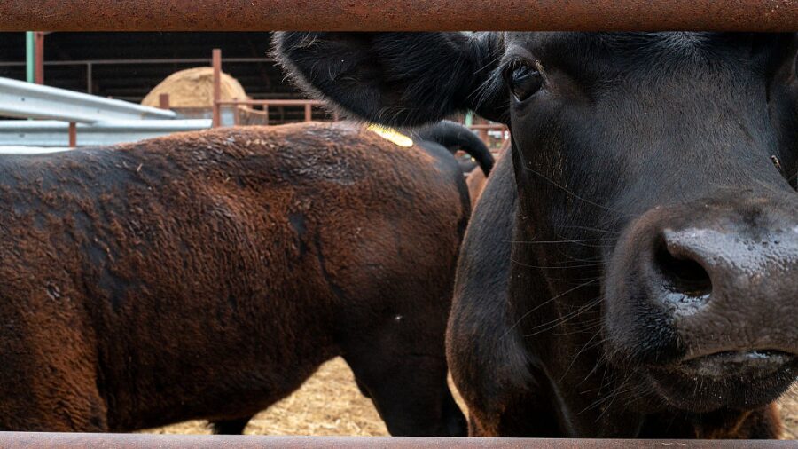 Cheap imports, high stakes: WA ranchers sound alarm over 90-day beef deal - MyNorthwest.com