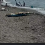 Debris from Unmanned Aerial Vehicle Washes Ashore on Georgian Coast - sovanews.tv