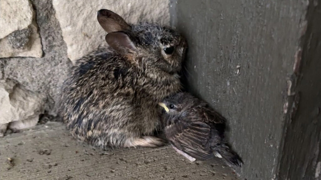 People Find A Bunny Huddled Near Floodwaters — Then Notice Who’s Beside Him - The Dodo