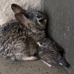 People Find A Bunny Huddled Near Floodwaters — Then Notice Who’s Beside Him - The Dodo