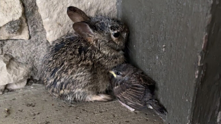People Find A Bunny Huddled Near Floodwaters — Then Notice Who’s Beside Him - The Dodo