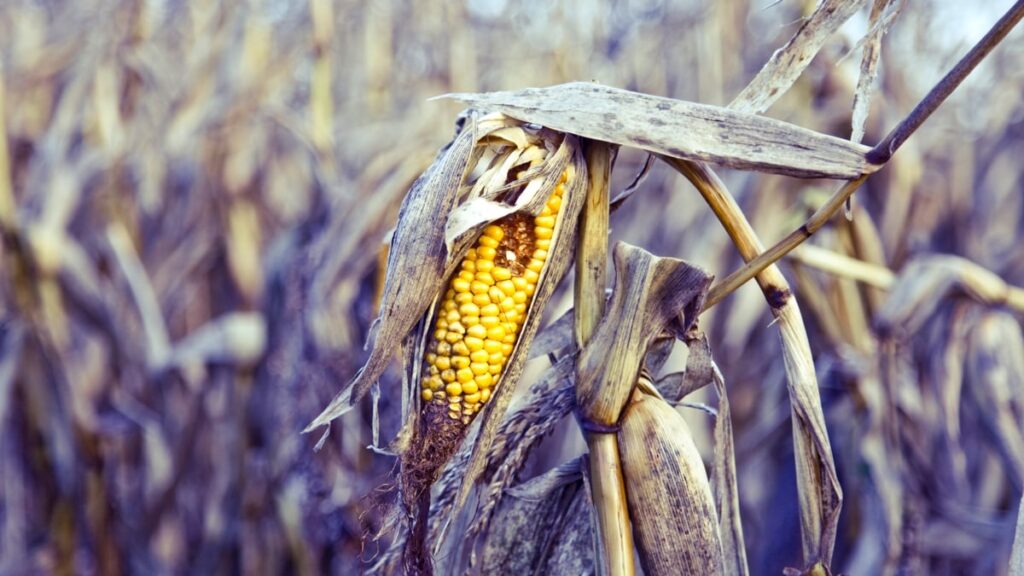The World's Vegetables Are Vanishing, And It's Quietly Wrecking Our Diets - ScienceAlert