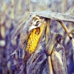 The World's Vegetables Are Vanishing, And It's Quietly Wrecking Our Diets - ScienceAlert